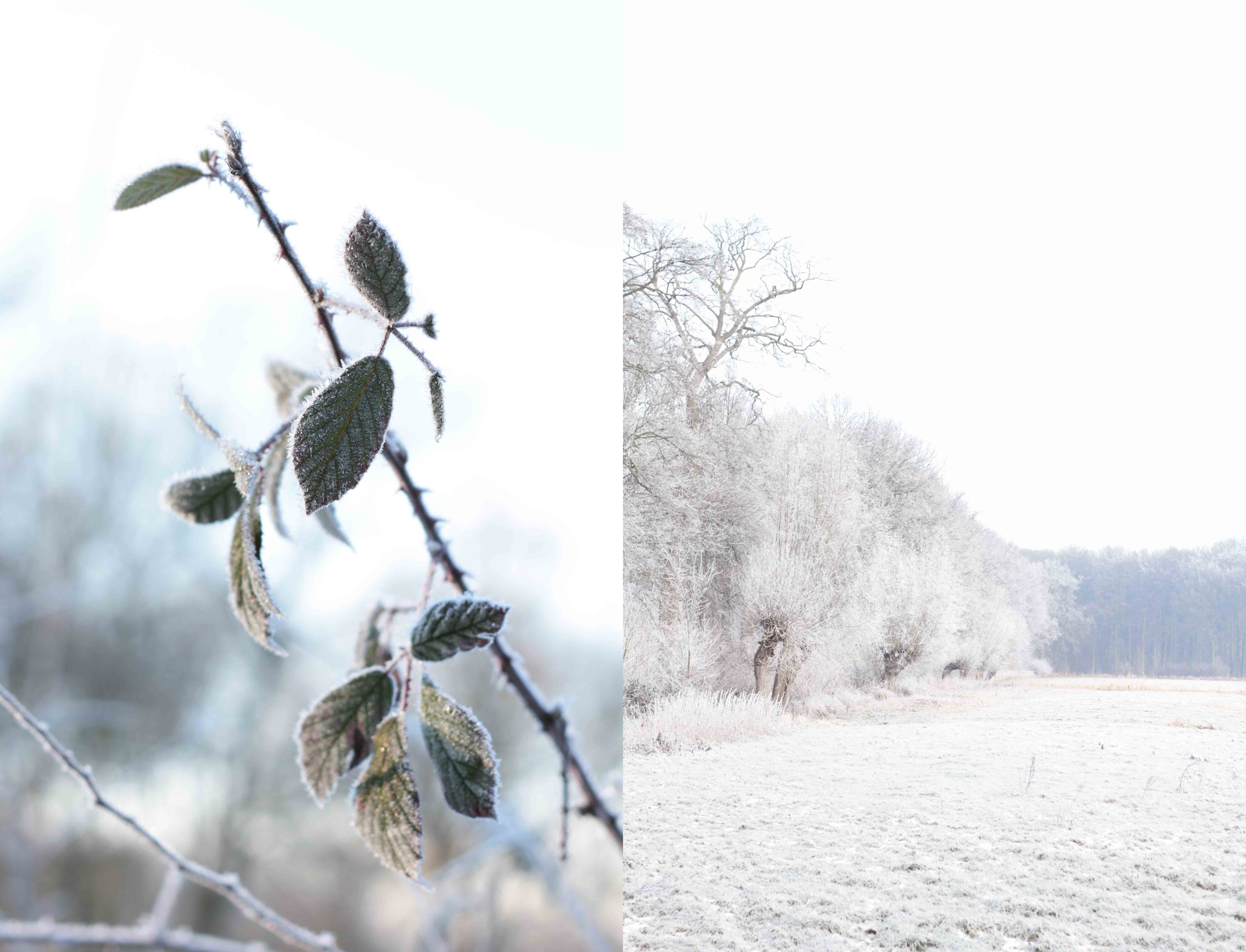 winter frost snow seasonalliving winterblues bluemonday